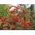 Nasiona Pigwowiec japoński szt.10 Nxx684
