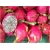 Nasiona Pitaja smoczy owoc szt.10 Nxx145