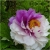 Nasiona Piwonia chińska mix szt.3 Nxx236