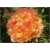 Nasiona Piwonia papuzia pomarań szt.2 Nxx360