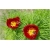 Nasiona Piwonia Tenuifolia czerwona szt.3 Nxx119
