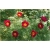 Nasiona Piwonia Tenuifolia czerwona szt.3 Nxx119