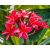 Nasiona Plumeria czerwona szt.3 Nxx658