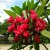 Nasiona Plumeria czerwona szt.3 Nxx658