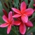Nasiona Plumeria czerwona szt.3 Nxx658