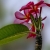 Nasiona Plumeria czerwona szt.3 Nxx658