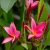 Nasiona Plumeria czerwona szt.3 Nxx658