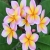 Nasiona Plumeria różowa szt.3 Nxx659