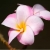 Nasiona Plumeria różowa szt.3 Nxx659