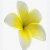 Nasiona Plumeria żółta szt.3 Nxx657