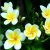 Nasiona Plumeria żółta szt.3 Nxx657