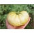 Nasiona Pomidor biały Beefsteak szt.5 Nxx151