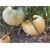 Nasiona Pomidor biały Beefsteak szt.5 Nxx151