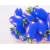 Nasiona Pomidor doniczkowy mini niebieski szt.5 N238