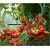 Nasiona Pomidor olbrzymi Extra szt.5 Nxx518