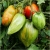 Nasiona Pomidor plamisty szt.5 Nxx52
