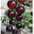 Nasiona Pomidor Cherry szt.5 Nxx35