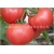 Nasiona Pomidor Anti Virus szt.5 Nxx27