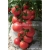 Nasiona Pomidor Anti Virus szt.5 Nxx27