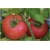 Nasiona Pomidor Anti Virus szt.5 Nxx27