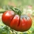 Nasiona Pomidor duży Super Steak czerw szt.6 Nxx713