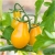 Nasiona Pomidor żółty gruszkowy szt.5 Nxx264