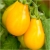 Nasiona Pomidor żółty gruszkowy szt.5 Nxx264
