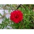 Nasiona Portulaka czerwona szt.5 Nxx599