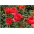 Nasiona Portulaka czerwona szt.5 Nxx599