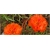 Nasiona Portulaka pomarańczowa szt.5 Nxx597
