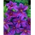 Nasiona Powojnik fioletowo różowy szt. 5 Nxx557