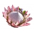 Nasiona Protea cesarska mix szt.5 N66