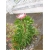 Nasiona Protea cesarska szt.5 Nxx66