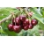 Nasiona Czereśnia Burlat ciemna Prunus szt.5 Nxx716