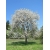 Nasiona Czereśnia Burlat ciemna Prunus szt.5 Nxx716
