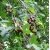 Nasiona Czereśnia Burlat ciemna Prunus szt.5 Nxx714