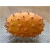 Nasiona Melon Rogaty, Melon Rogaty, Kiwano Cucumis metulifer
