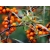 nasiona Rokitnik pospolity Hippophae rhamnoides szt5 Fore198
