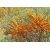 nasiona Rokitnik pospolity Hippophae rhamnoides szt5 Fore198