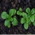 Nasiona Roszpunka warzywna na sałatkę szt.25 Nxx744