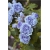 Nasiona Róża angielska błękitna szt5 Nxx230