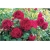 Nasiona Róża angielska czerwona szt.5 Nxx234
