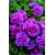 Nasiona Róża angielska fiolet 5 sztuk Nxx235