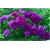 Nasiona Róża angielska fiolet 5 sztuk Nxx235