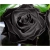 Nasiona Róża chińska czarna szt.5 Nxx260