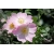 nasiona Róża dzika Rosa canina var. Inermis szt5 Fore220