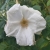 Nasiona róża jadalna biała rosa rugosa szt. 5 Nxx692