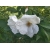 Nasiona Róża jadalna biała rugosa szt. 5 Nxx692