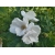 Nasiona Róża jadalna biała rugosa szt. 5 Nxx692