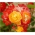 Nasiona Róża pnąca czerw-żółta szt.5 Nxx211